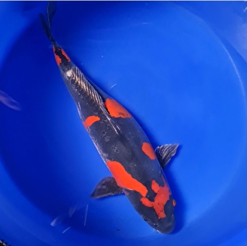 Koi High Quality Doitsu Beni Kikokuryu, 55 cm, Female Koi High Quality Doitsu Beni Kikokuryu, 55 cm, Female
