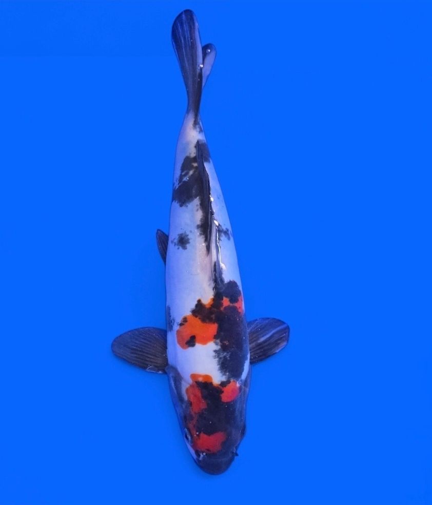 Koi High Quality Doitsu Show Hiroi