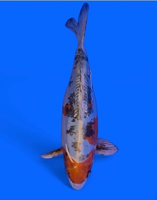 Koi High Quality Doitsu Metallic Koi High Quality Doitsu Metallic