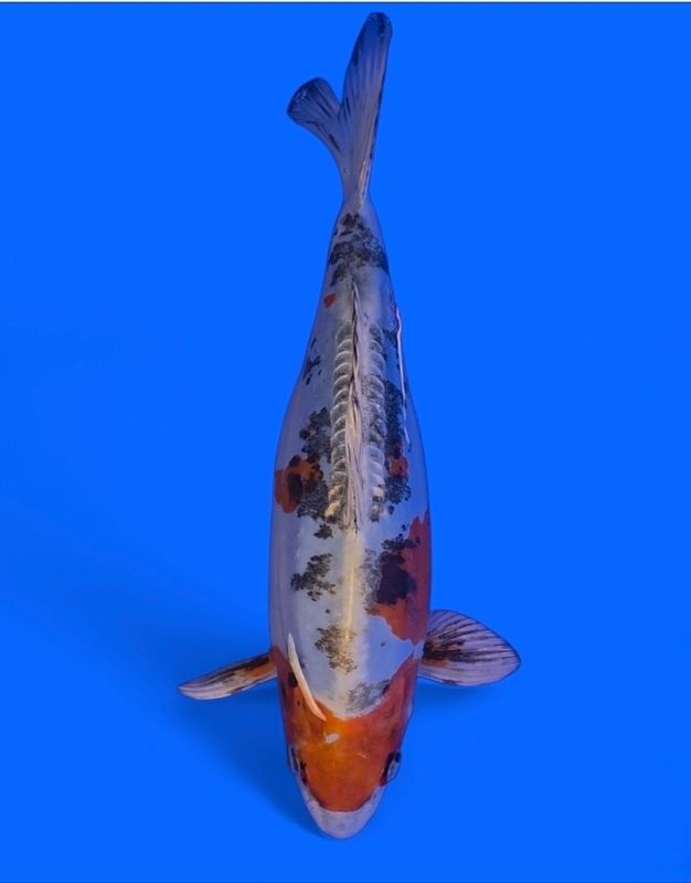 Koi High Quality Doitsu Metallic