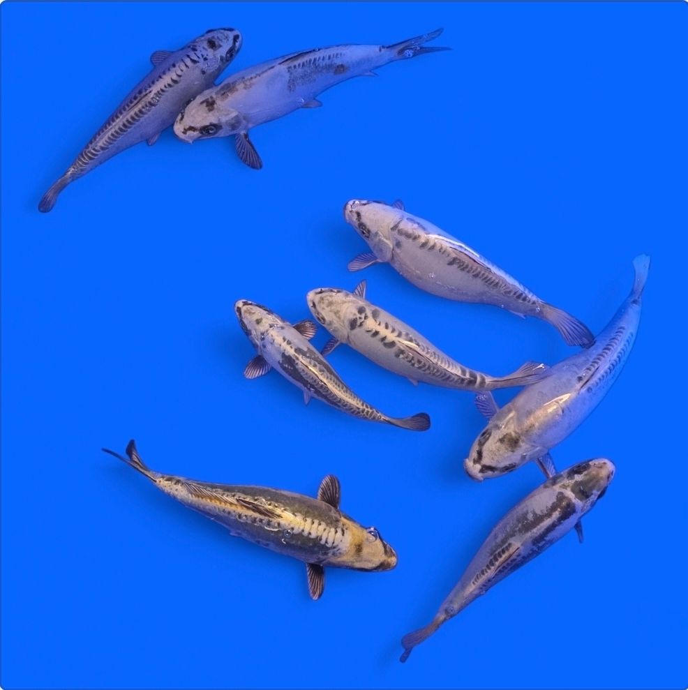 Koi Doitsu Kikokuryu, Platinum Ogon