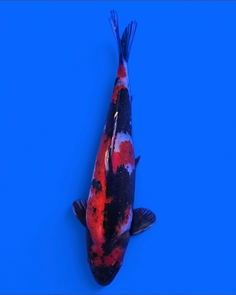 Koi High Quality Doitsu Show Hiroi