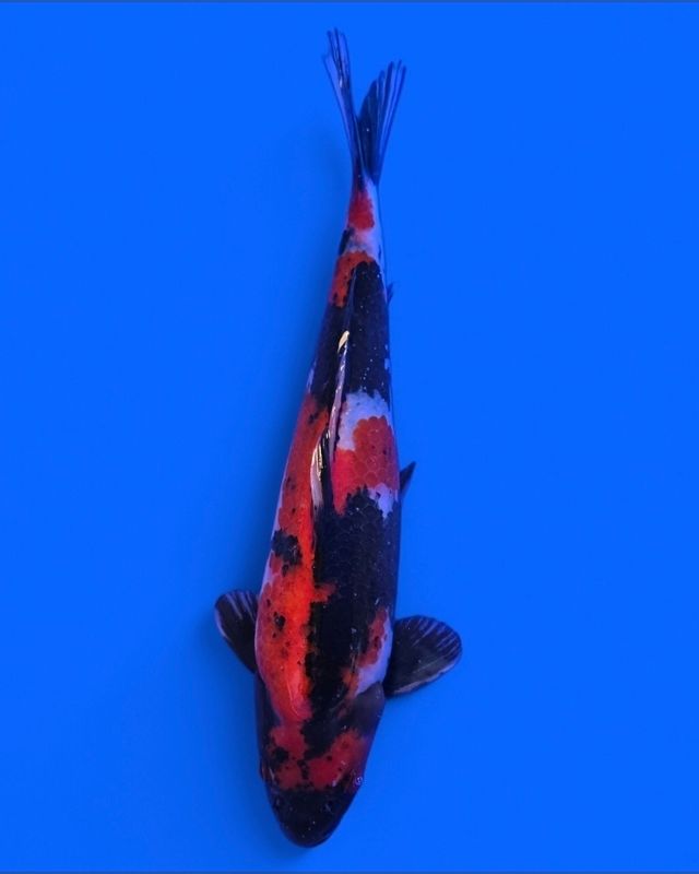 Koi High Quality Doitsu Showa Hiroi