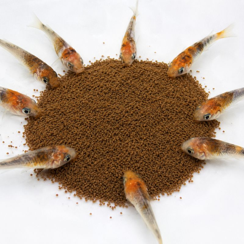 1 Kg Koi-Brutfutter, Aufzuchtfutter 1 mm Pellets 1 Kg Koi-Brutfutter, Aufzuchtfutter 1 mm Pellets