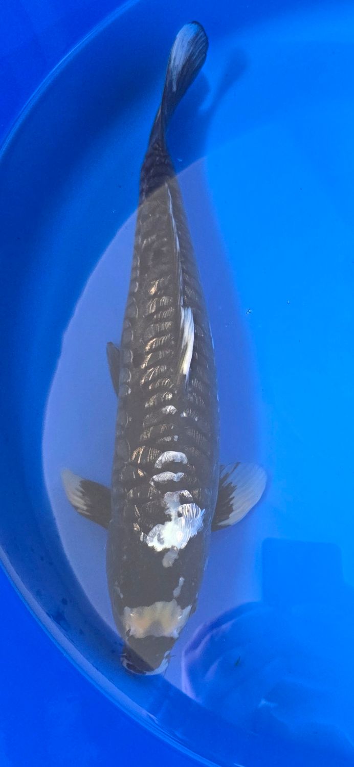Koi High Quality Big Scale Doitsu Matsukawabake, 45 cm Koi High Quality Big Scale Doitsu Matsukawabake, 45 cm