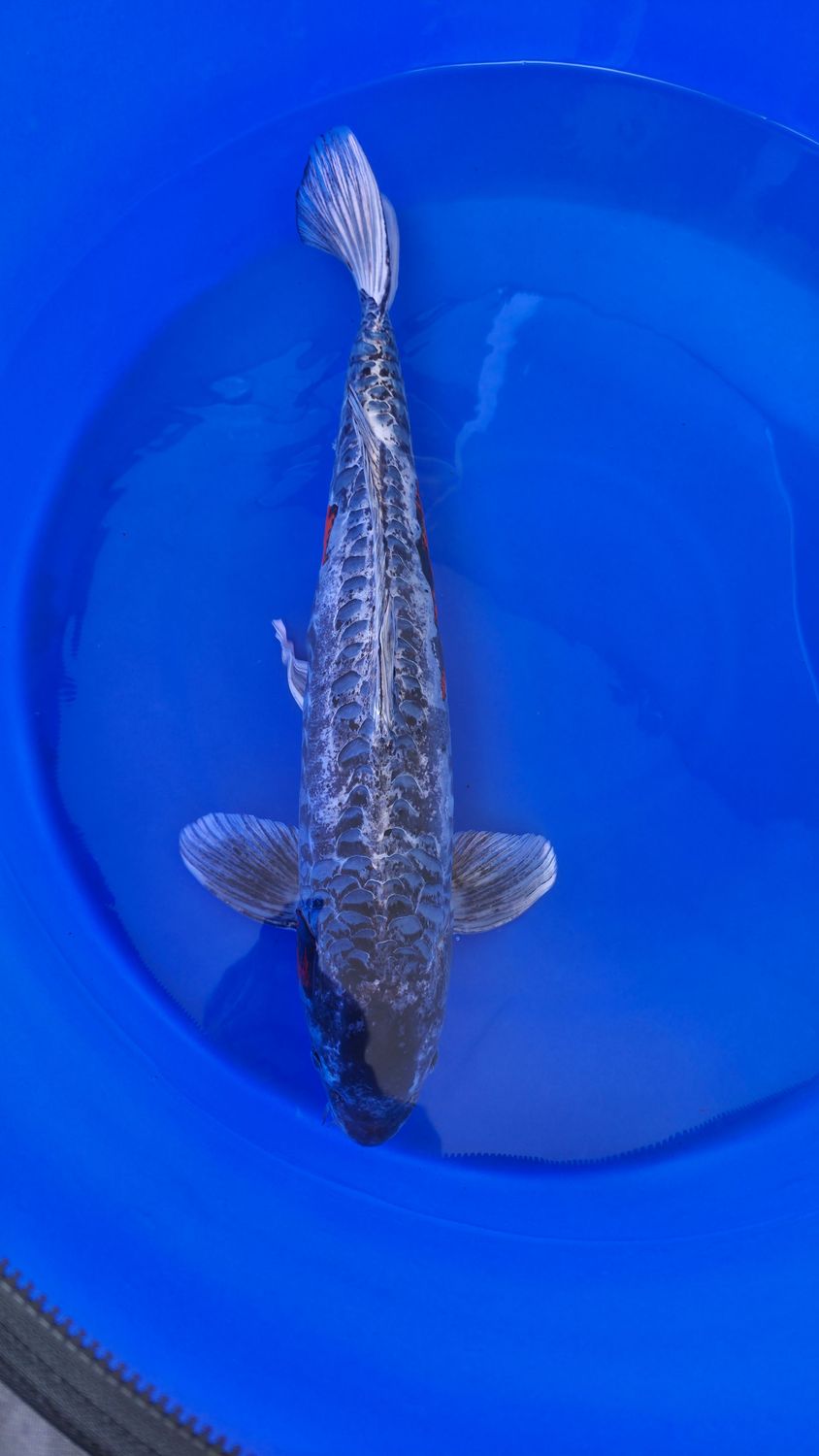 Koi High Quality "Dragon", 75 cm, Male