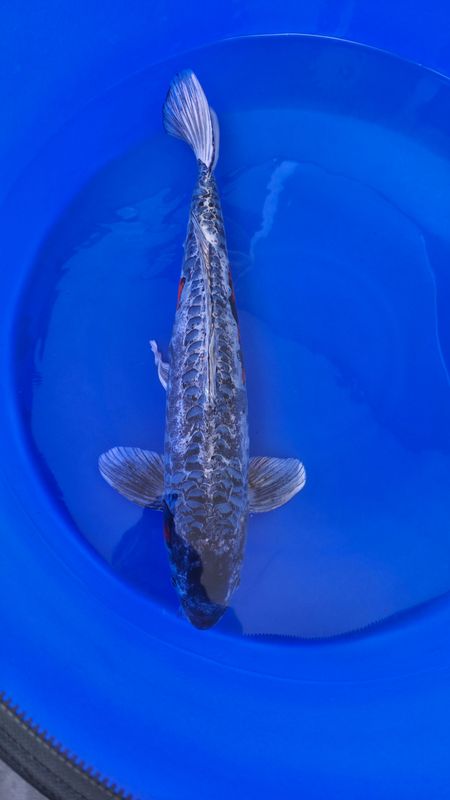 Koi High Quality Koi High Quality "Dragon", 75 cm, Male