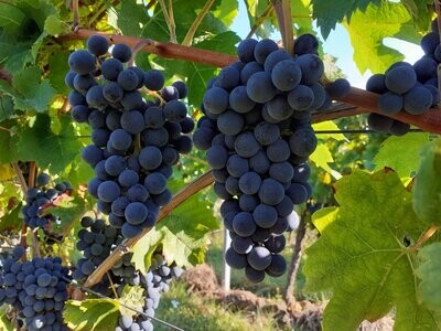 Rot- und Roséweine