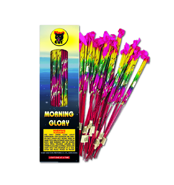 Black Cat Morning Glory 14 in.