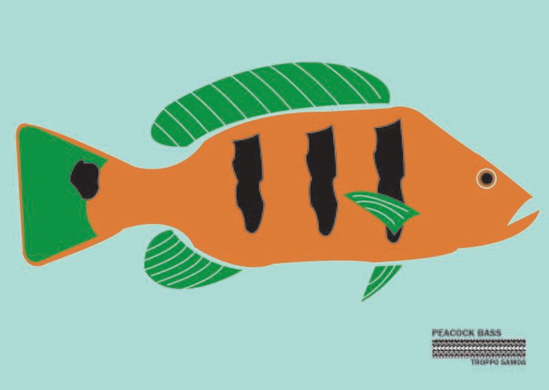 Peacock Bass Flag