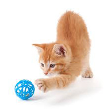 Cat Toys-Coming Soon