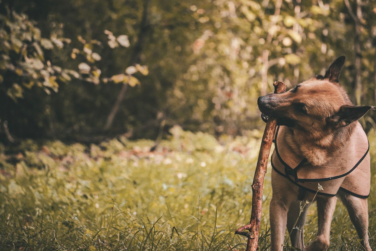 Dog Cork Coat