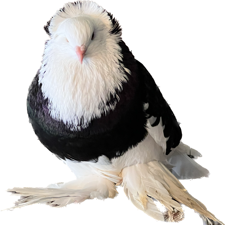 HUNGARIAN HOUSE PIGEON