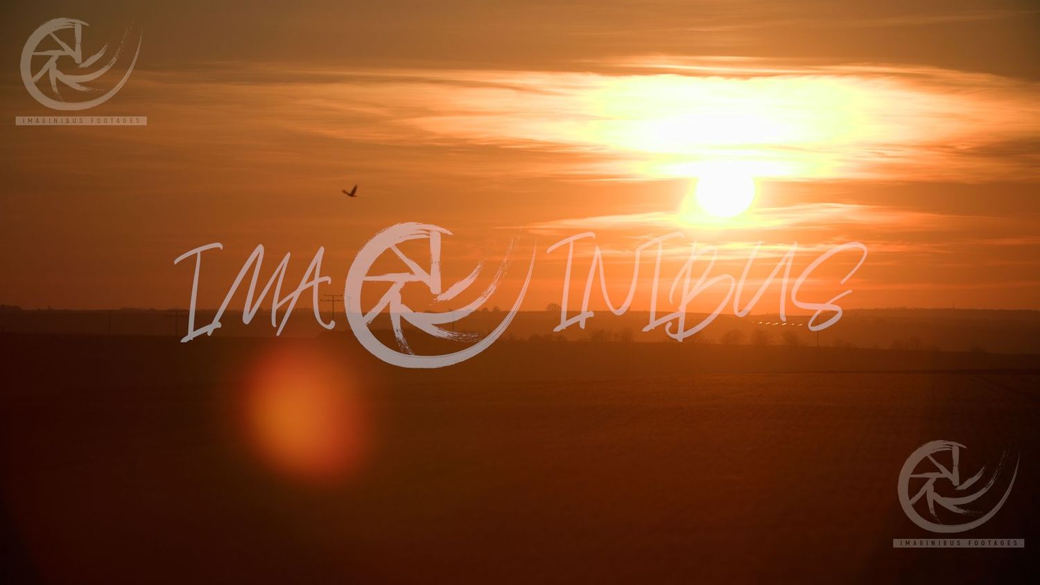 Silhouette of a Bird flying through the glowing Sunset