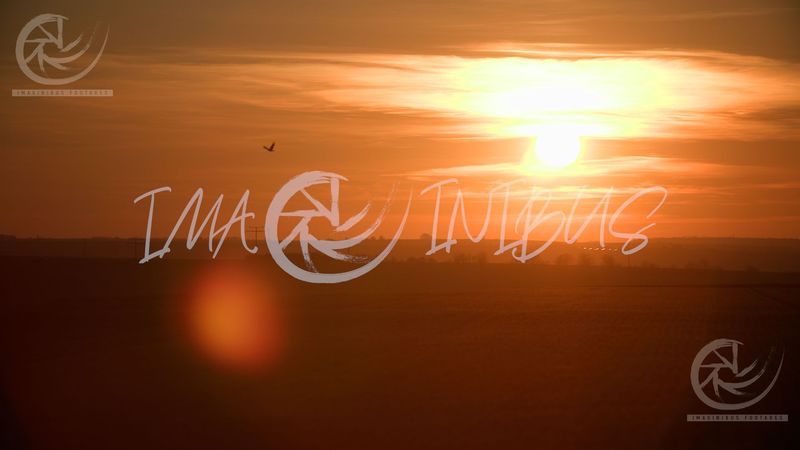 Silhouette of a Bird flying through the glowing Sunset