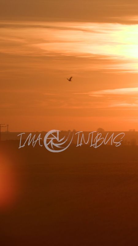 Silhouette of a Bird flying through the glowing Sunset Reel