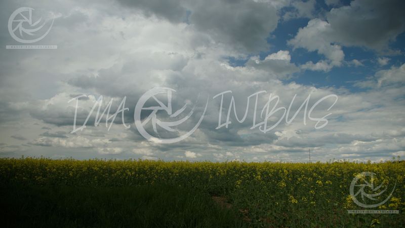 Blooming rapeseed field under a dramatic sky
