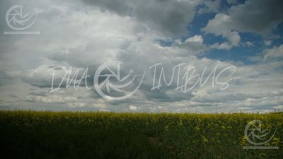 Blooming rapeseed field under a dramatic sky