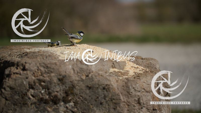 Birds Eating - Feathered Feast