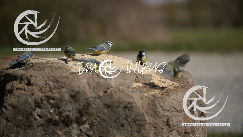Birds Eating - Feathered Feast