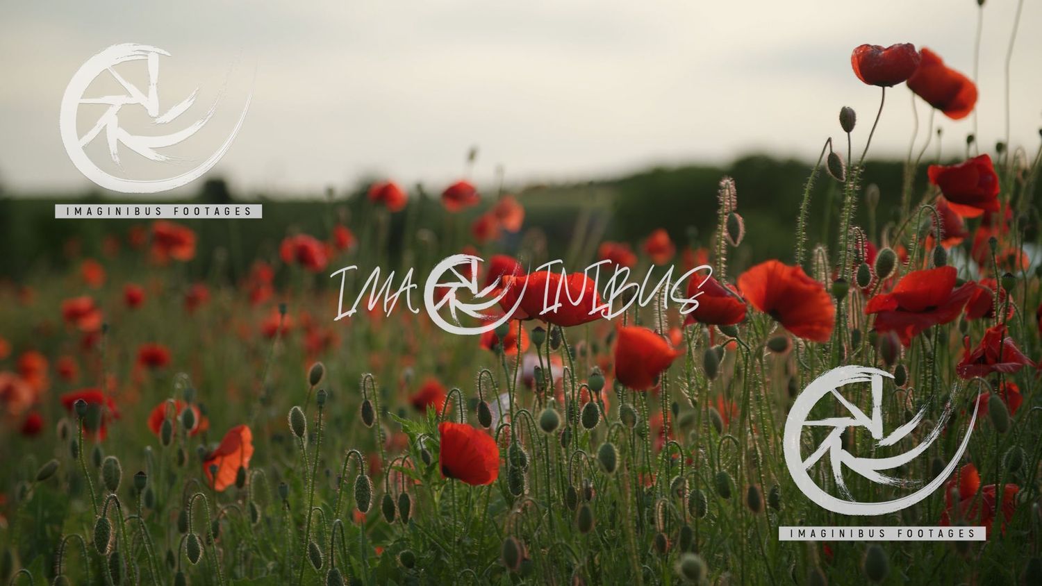 Crimson Fields of Summer Crimson Fields of Summer