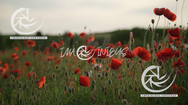 Crimson Fields of Summer