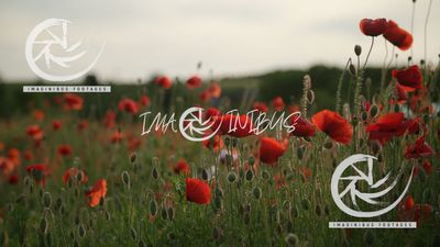 Crimson Fields of Summer