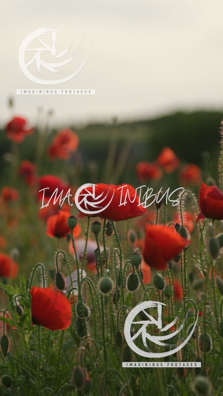 Whispers of the Poppy Sea