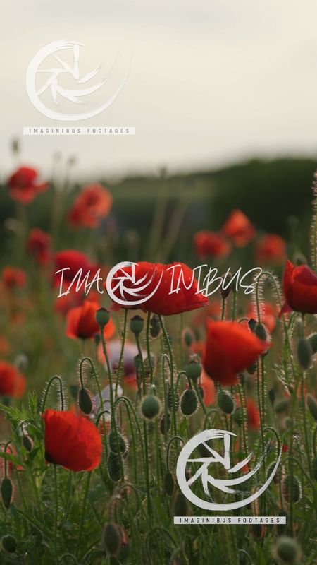 Whispers of the Poppy Sea