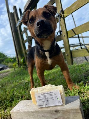 Moores Dog Soap Shampoo  Bar