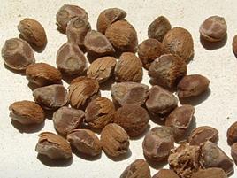 20 seeds / ks - Havajska ruza / Hawaiian Baby Woodrose / Argyreia nervosa