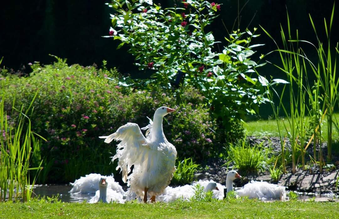 Sebastopol Geese