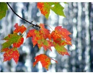 Three Seasonal Movements