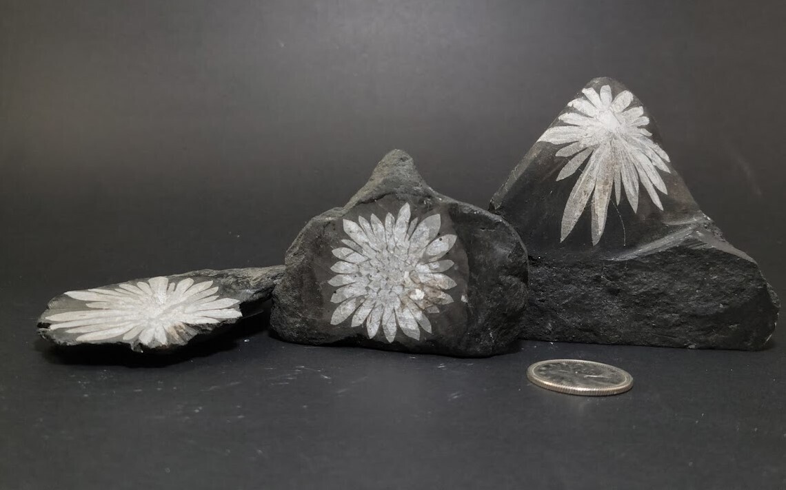 Chrysanthemums