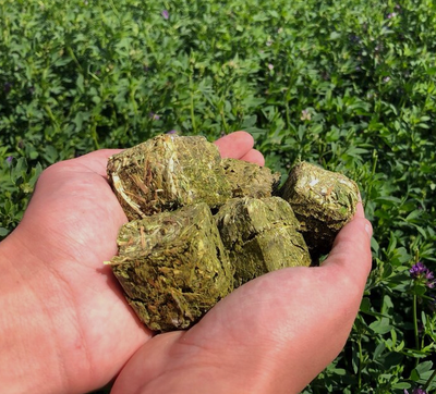 Alfalfa Cubes 22.68 KG