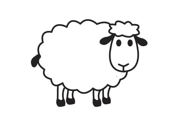 FEED - SHEEP