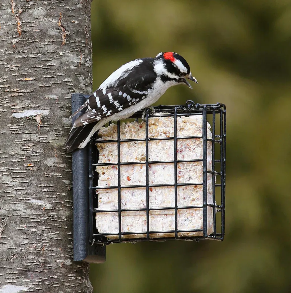 Suet Mixed Berry &amp; Nut 329G