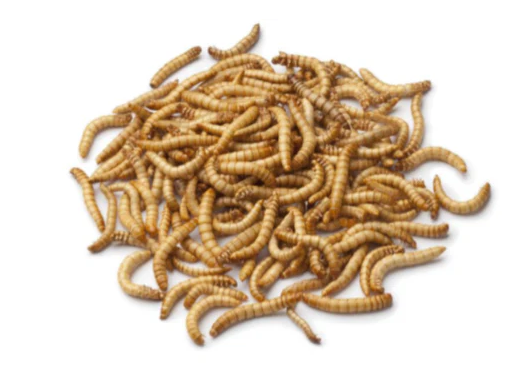 MEAL WORMS