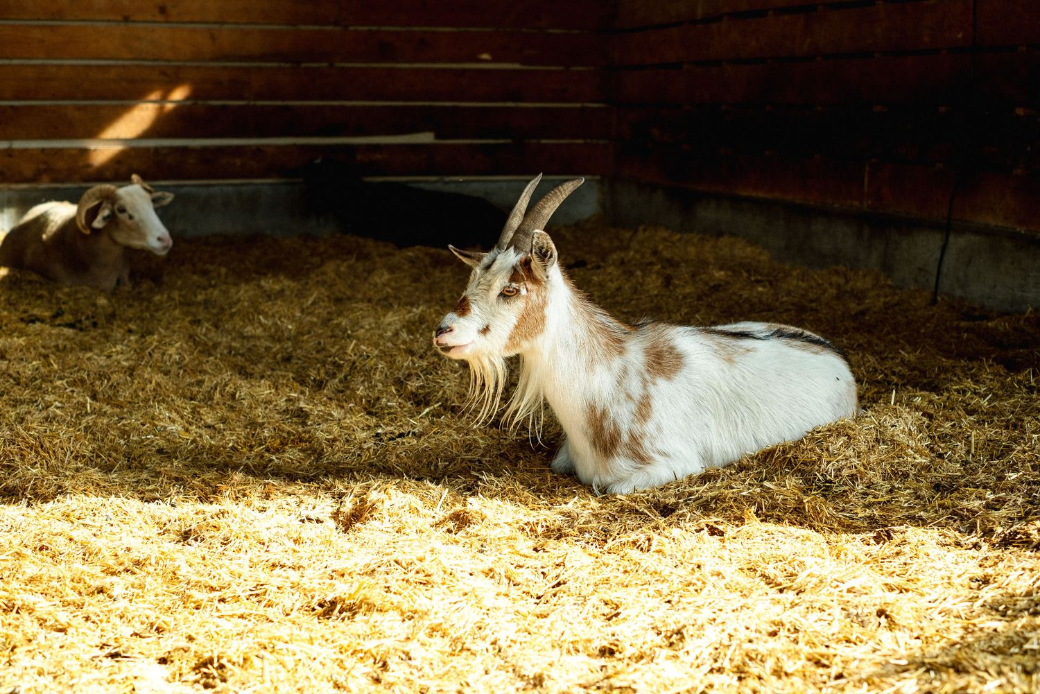 Farm Straw Animal Bedding 10.5 kg