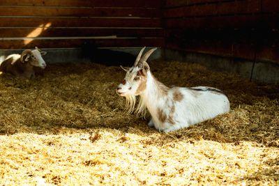 Farm Straw Animal Bedding 10.5 kg