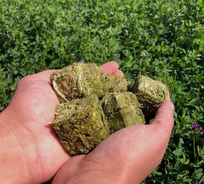 Alfalfa Cubes 22.68 KG