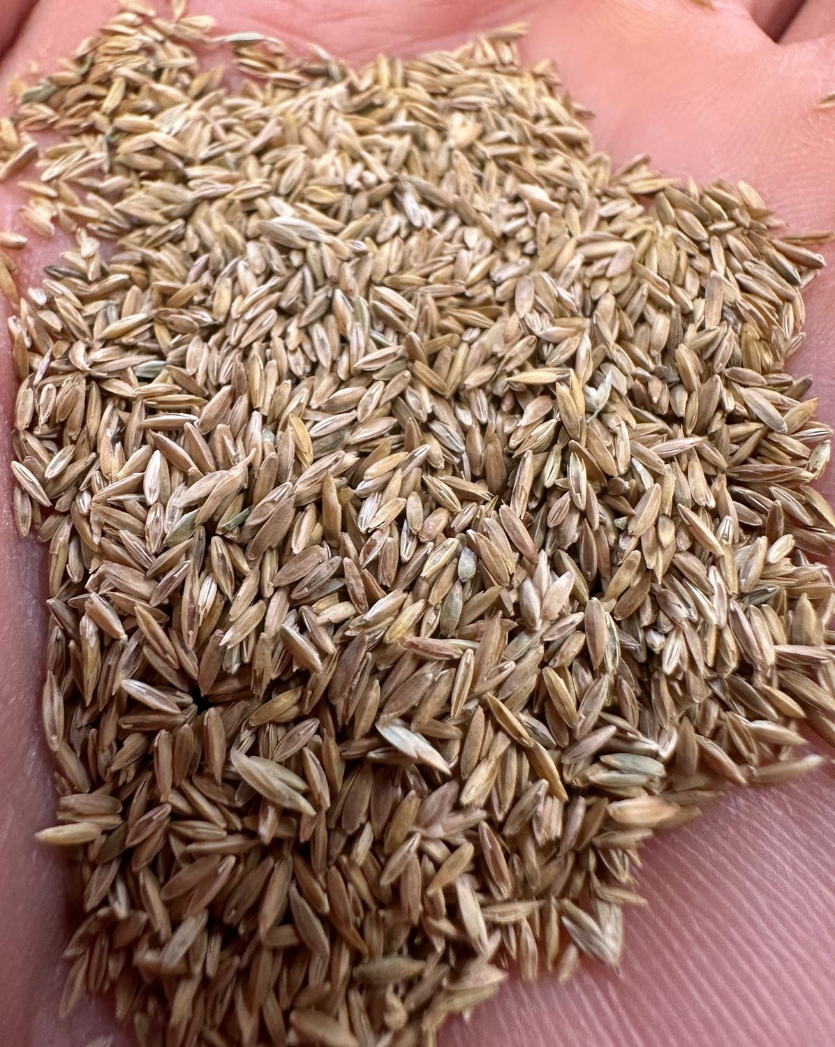 Turf Grass Seed by Lavington 1.125 kg