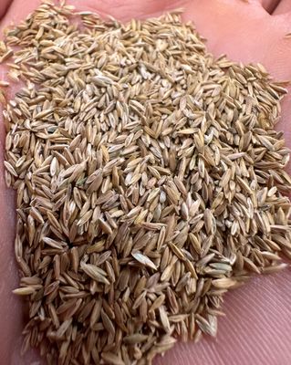 Turf Grass Seed by Lavington 1.125 kg