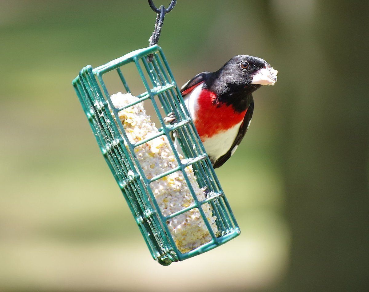 Suet - Wild Bird 312g