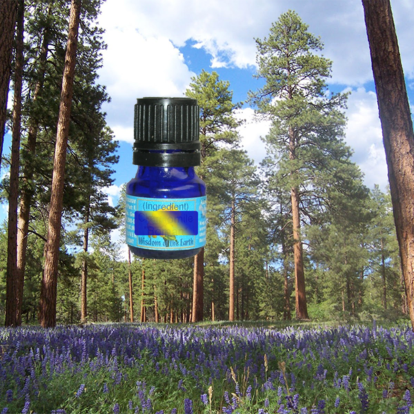 Pine Ponderosa Cone 5ml