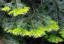 Fir Grand 5ml