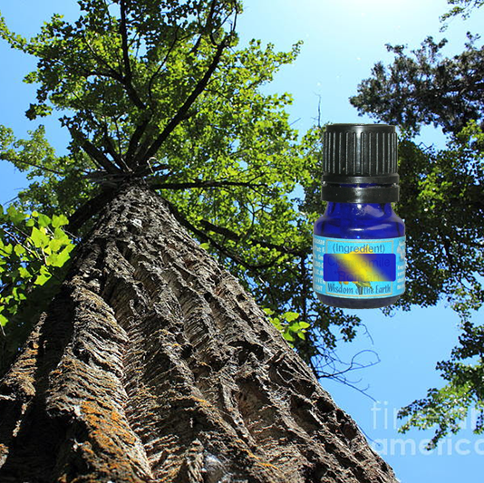 Balsam Poplar 5ml