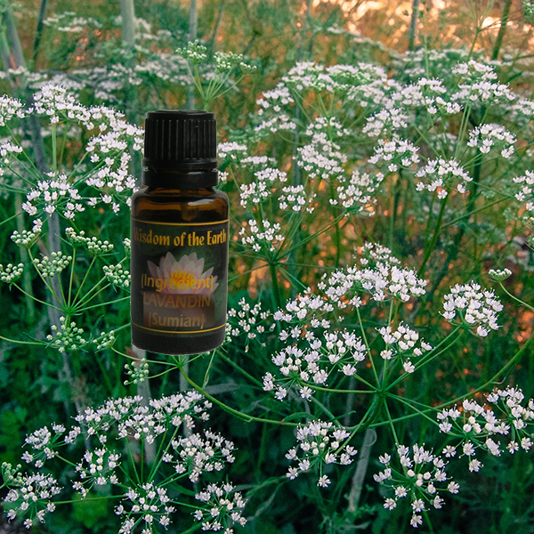 Anise Seed 15ml