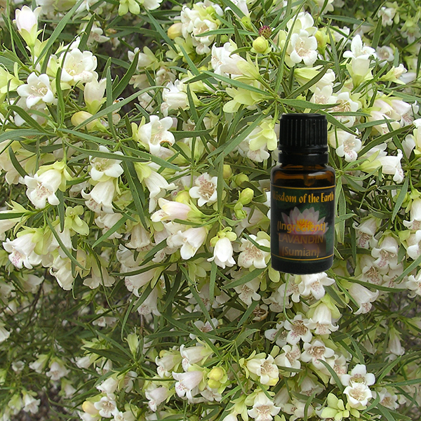 Buddha Wood 15ml