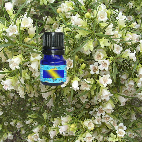Buddha Wood 5ml